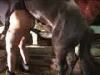 Gigantic horse dick wrecking a gay's butthole